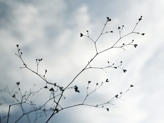 back ground , the sky and a flower