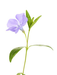 Beautiful periwinkle flower, isolated on white