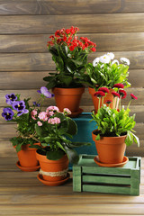 Beautiful flowers in flowerpots, on wooden background