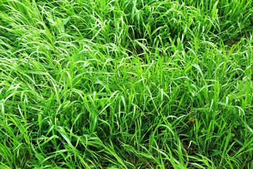 Obraz premium Beautiful spring grass outdoors