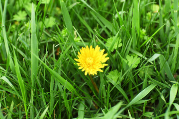 Beautiful dandelion in grass outdoors