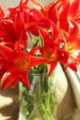 Beautiful red tulips on windowsill, close up