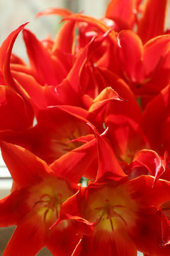 Beautiful red tulips, close up
