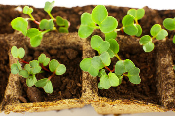 Young seedlings of radish in tray close up