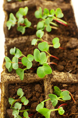 Young seedlings of radish in tray close up