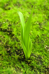 Fototapeta premium Young sprout in springtime,closeup