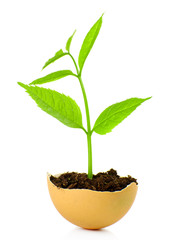 Young green plant growing in eggshell isolated on white