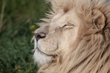 Lion 4