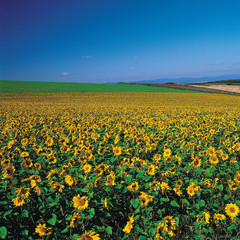 홋카이도 여행포토