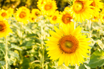 Obraz premium Close-up of sun flower