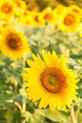 Close-up of sun flower