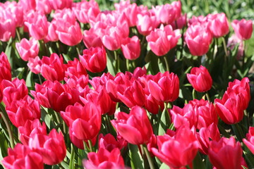 Pink Tulip Meadow