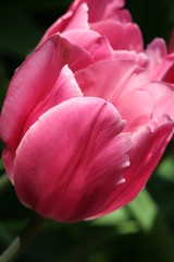 Fototapeta na wymiar Pink Tulip