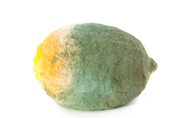 Green moldy lemon citrus fruit isolated. Damaged food.