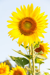 Obraz premium Close-up of sun flower