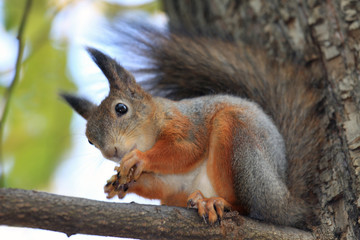 Squirrel eating nuts on a branch
