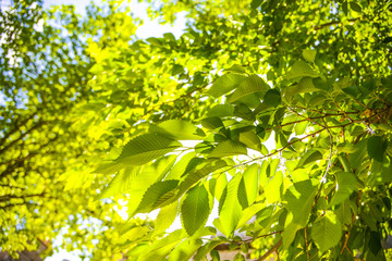 Fototapeta na wymiar Nature, Leaf, Tree, Green, Spring