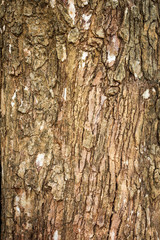 Fototapeta premium Bark Tree