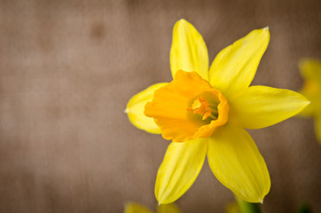 Fototapeta na wymiar Beautiful yellow daffodil