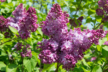 Lilac blossoms