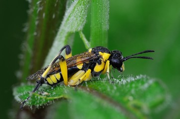 Tenthredo (Temuledo) temula