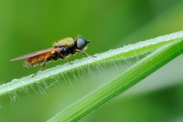 Chloromyia formosa