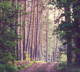 Fototapeta premium Forest