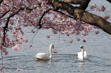 two white swans under blooming tree