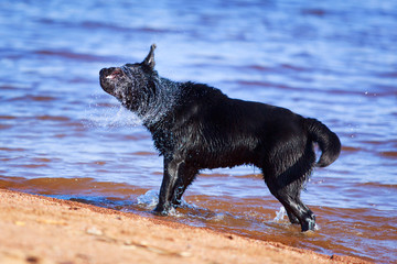 black  labrador retriever dog