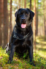 black  labrador retriever dog