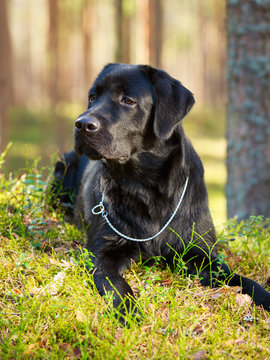 black  labrador retriever dog