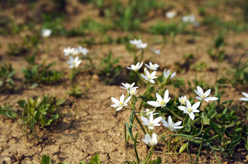 Trockener Boden mit weißen Blumen