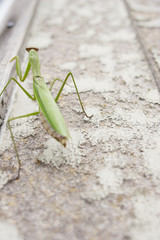 Praying mantis, with copy space