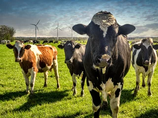 Papier Peint photo autocollant Vache Cows grazing on a green lush meadow