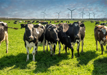 Cows grazing on a green lush meadow