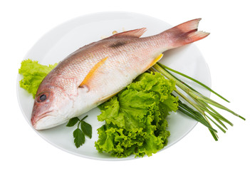 Raw red snapper