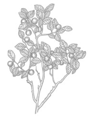 cranberries