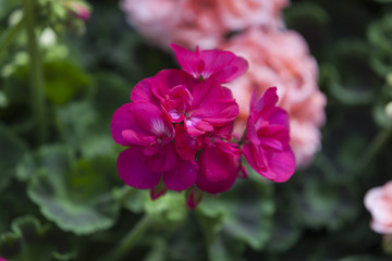 Fototapeta premium flower in bloom in spring