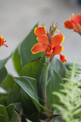 flower in bloom in spring