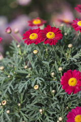 flower in bloom in spring