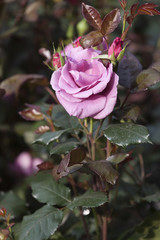 roses in bloom in spring