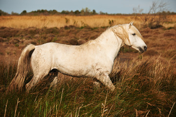 Obraz na płótnie Canvas white horse of Camargue horizontally in the countryside