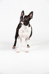 Boston Terrier im Studio