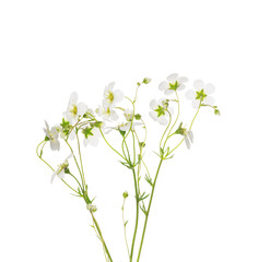 White mossy saxifrage frlowers bunch, isolated