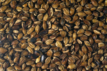 음식 백그라운드