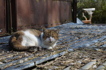 Chat domestique (Felis silvestris)