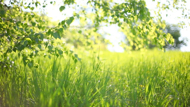 Summer park. Green grass, leaves and sunrays. Shot with motorize