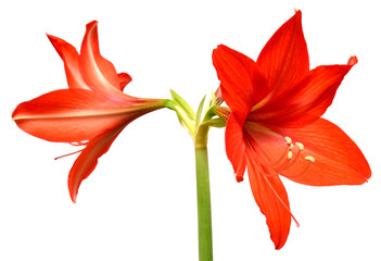 Red amaryllis