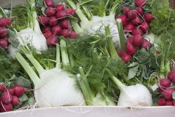 radishes and fennel