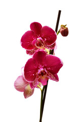 Purple orchid